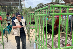 Kontes Ayam Pelung di Kebumen, Hobi Kokok Panjang Dibidik Jadi Ladang Ekonomi Warga