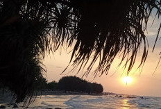 Alarm Ekologi di Pantai Ujungnegoro Batang, Penyu Tak Lagi Terlihat