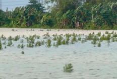 Klaim Asuransi Petani Jateng Segera Cair, Ribuan Hektare Sawah Terdampak Banjir Terlindungi