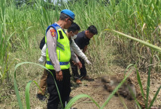 Polisi Evakuasi Kerangka Manusia Tanpa Identitas yang Ditemukan di Lahan Tebu Pemalang