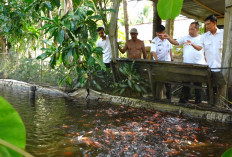 Budidaya Ikan Nila di Telogorejo Kebumen Menjanjikan, Keuntungan Dinilai Lebih Besar dari Bertani Padi