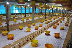 Peternak Ayam Broiler di Pati dan Kudus Diambang Kebangkrutan, PPMP Desak Pemerintah Benahi Perunggasan