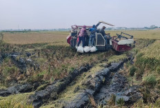 540 Hektare Sawah Batang Terdampak Rob, Luas yang Bisa Ditanami?