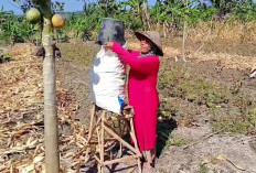 Kemarau Panjang Bikin Pertanian Rowosari Terhenti, Petani Minta Sumur Bor dan Air Bersih