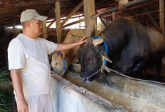Kliwon Si Sapi Jumbo 1,1 Ton Asal Semarang Jadi Kurban Presiden Prabowo, Harganya Rp113 Juta