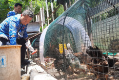 Kecamatan Semarang Barat Sulap Lahan Kantor Jadi Taman Edukasi Ayam KUB untuk Cegah Stunting