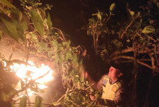 Kebakaran Hutan Pinus di Sadang Kebumen Berhasil Dipadamkan Setelah 10 Jam, Api Sempat Berkobar Lagi