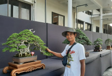 Pameran Bonsai Nasional di Rembang Diikuti Ratusan Peserta dari Berbagai Wilayah