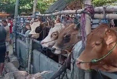 UPT Puskeswan Jatinom Tegaskan ke Pedagang Agar Tidak Bawa Ternak Sakit Ke Pasar Hewan di Klaten