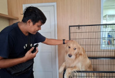 Jelang Lebaran, Hotel Anabul di Semarang Diserbu Pemudik: Booking Hampir Penuh, Permintaan Naik 50 Persen