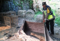 Penggerebekan Judi Sabung Ayam di Margasari Tegal, Pelaku Tunggang Langgang, Polisi Ratakan Arena