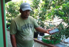 Kebun Digital di Kebumen, Bertani Kini Cukup Lewat Genggaman Tangan