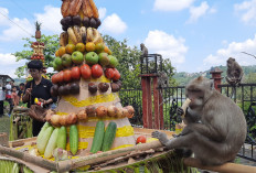 Meriah dan Sarat Makna! Tradisi Sesaji Rewanda Goa Kreo Semarang Kilas Sejarah Monyet Penjaga Sunan Kalijaga