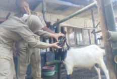 Dispangtan Salatiga Persilakan Masyarakat Lakukan Pemeriksaan Hewan Kurban Mandiri, Tapi dengan Catatan