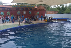 Safari Beach Jateng di Batang Diserbu Ribuan Wisatawan di Awal 2026, Lumba-Lumba Jadi Magnet 