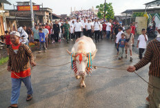 Tradisi Lomban Syawalan Jepara 2026 Dimeriahkan Kirab Kerbau Bule dan Hiburan Rakyat