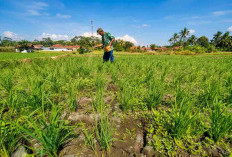 Selamatkan 1.538 Hektare Sawah Kekeringan, Pemkab Pati dan BBWS Kejar Target Air Kedungombo