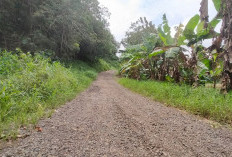 Viral di Medsos, Jalan Penghubung Empat Desa di Subah Batang Rusak Parah