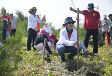 Agustina Tantang Karang Taruna Tugu Semarang Rawat Bibit Cemara Laut di Pulau Tirang Selama Setahun