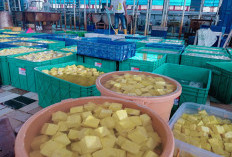 Harga Kedelai Impor Naik Imbasnya Perang Timur Tengah, Perajin Tahu di Klaten Khawatir Suplay ke SPPG Mandeg