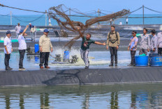 Presiden Puji Tambak Udang Kebumen, Produktivitas Capai Standar Dunia