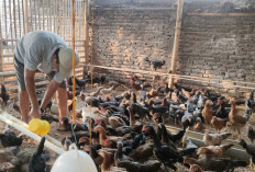 Sisa Nasi MBG untuk Pakan 450 Ayam, Peternak Semarang Hemat Pengeluara