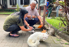 Lawang Sewu Bantah Isu Pembuangan Kucing, Siapkan Kolaborasi Besar dengan Cat Lovers Semarang