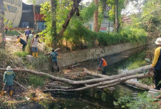 Pohon Tumbang di Sungai Grojogan Blora Dibersihkan, DLH Sebut Libatkan BPBD dan DPUPR