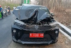 Mobil Siaga Desa Sambong Ringsek Tertimpa Pohon Jati di Jalur Nasional Cepu-Blora