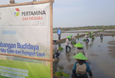 Apa Sih Program Minapadi di 30 Hektare Sawah Rob di Batang? Ini Kata BRIN