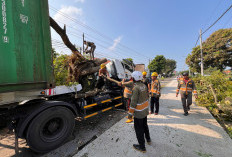 Ranting Tersangkut Box Kontainer, Pohon Tumbang di Mindaka Tegal Hingga Picu Kemacetan