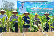 Puncak Kemarau Tetap Ijo Royo-royo! Luas Tanam Tembakau Rembang Tembus 7.900 Hektare, Petani Senyum Sumringah
