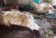 Tiga Kambing Warga Sadang Mati Misterius, Perut Luka dan Jeroan Hilang