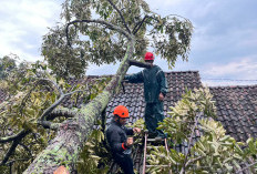 Cuaca Ekstrem, Rumah Rusak Hingga Pohon Tumbang Hampir di 20 Titik di Kota Salatiga