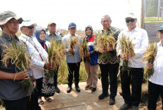 Panen Padi Biosalin di Kasepuhan Capai 7 Ton, Bukti Lahan Rob Batang Bisa Produktif