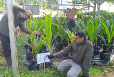 Pembagian Bibit Kelapa Gratis untuk Petani Ketat, BPSB Jateng Harus Sertifikasi 5.000 Batang per Bulan