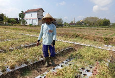 Petani di Pati Raup 4 Ton Bawang Merah pada Panen Musim Kemarau