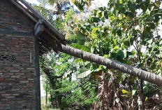 Angin Kencang Robohkan Pohon Kelapa, Atap Rumah Warga Ngombol Rusak