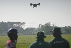 Drone Bikin Petani Batang Tak Lagi Mandi Pestisida, Semprot Sawah Cuma 30 Menit