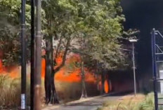 Lahan Tebu Enam Hektar di Kudus Terbakar, Kerugian Ditaksir Rp 210 Juta