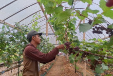 Pak Mantri Anggur Diky Purwo Handoko Sukses Sulap Lahan di Purworejo Jadi Wisata Petik Anggur