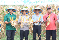 Polres Tegal Panen Raya Jagung Kuartal II, Dukung Ketahanan Pangan Nasional