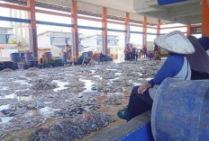 Harga Cumi di TPI Tawang Kendal Tembus Rp70 Ribu per Kilogram