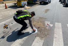 Tragis, Pengendara Motor Tewas Dilindas Truk Tebu Ruas Sentra Banjaran Tegal