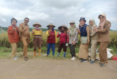 Produksi Padi 177 Ribu Ton GKG, Kabupaten Batang Jaga Swasembada Pangan