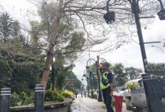 Ratusan Ulat Bulu Berukuran Jumbo di Pohon Ketapang di Jalur Semarang-Solo Resahkan Warga Blotongan Salatiga