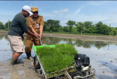 Pertanian Pemalang Diperkuat, Pemkab Tebar Bibit Padi Unggul di 120 Hektar Lahan