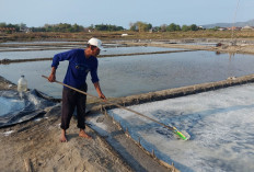Petani Garam Rembang Menjerit, Panen Melimpah tapi Harga Anjlok