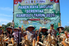 Dukung Program Ketahanan Pangan, Kolaborasi Polres Pemalang dan Petani Hasilkan Panen Jagung melimpah