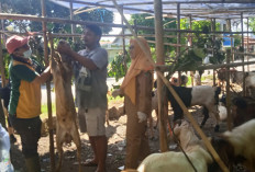 Cerita Pedagang Kambing Musiman Idul Adha 2026 di Batang, Lanjutkan Sang Ayah